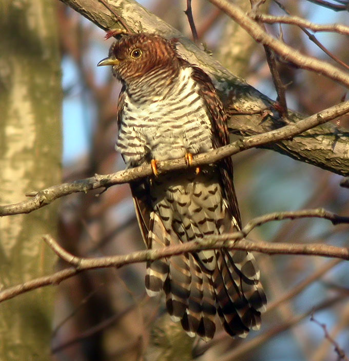 Lesser Cuckoo