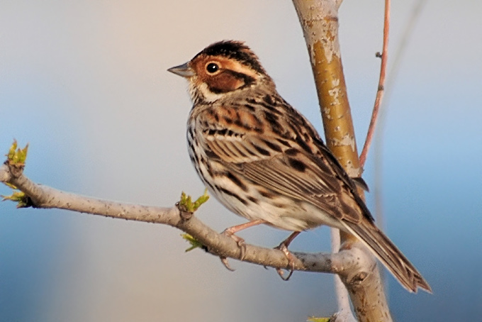 Little Bunting
