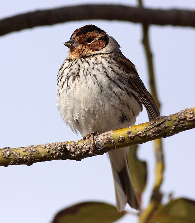 Little Bunting
