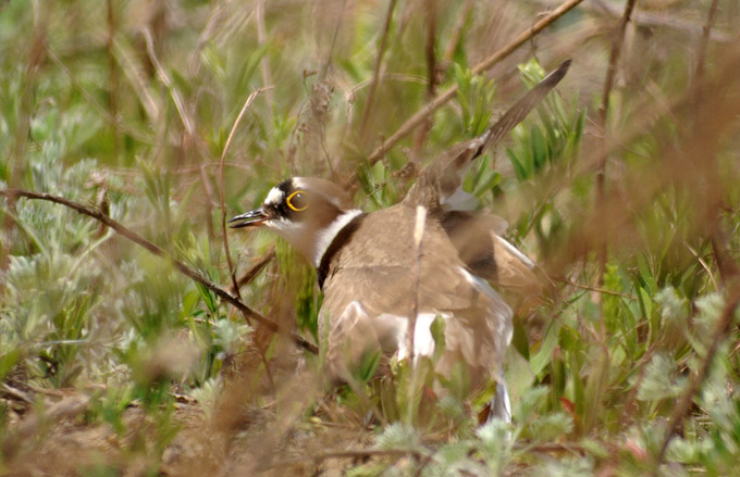 Little Ringed Plover