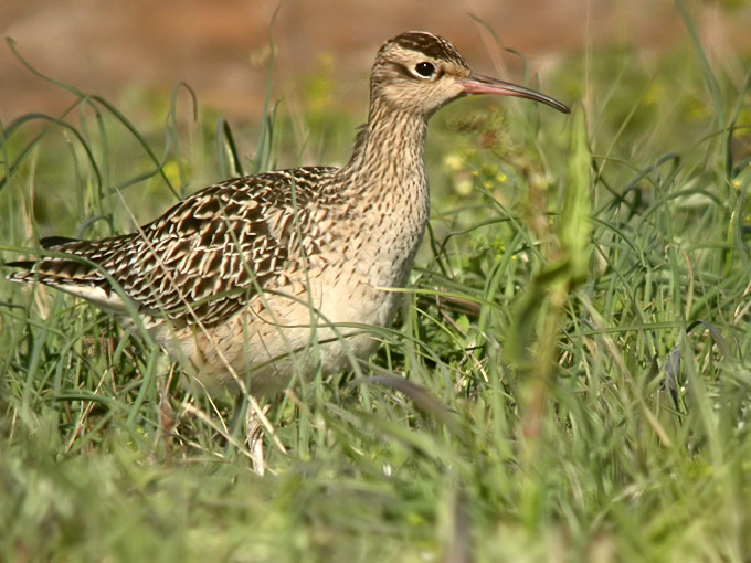 Little Whimbrel
