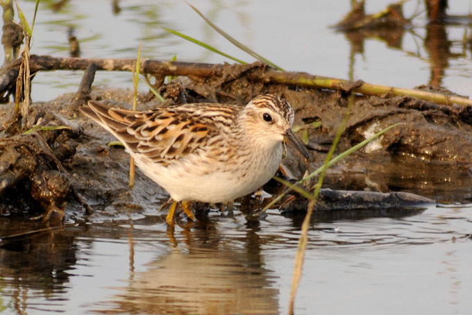 Long-toed Stint