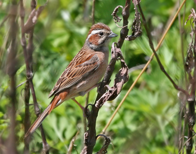 Meadow Bunting