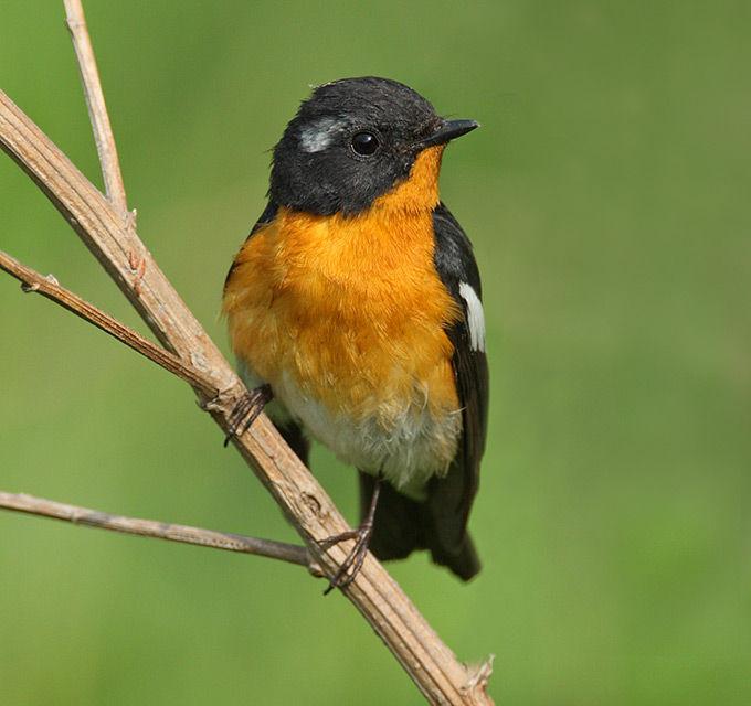 Mugimaki Flycatcher