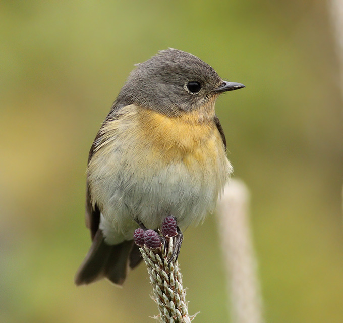 Mugimaki Flycatcher