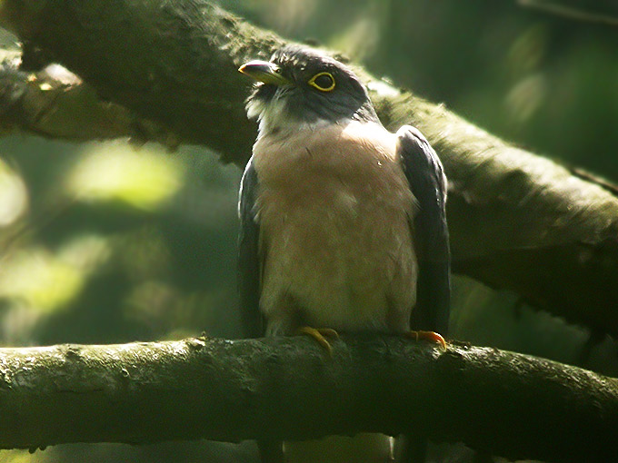Northern Hawk-cuckoo