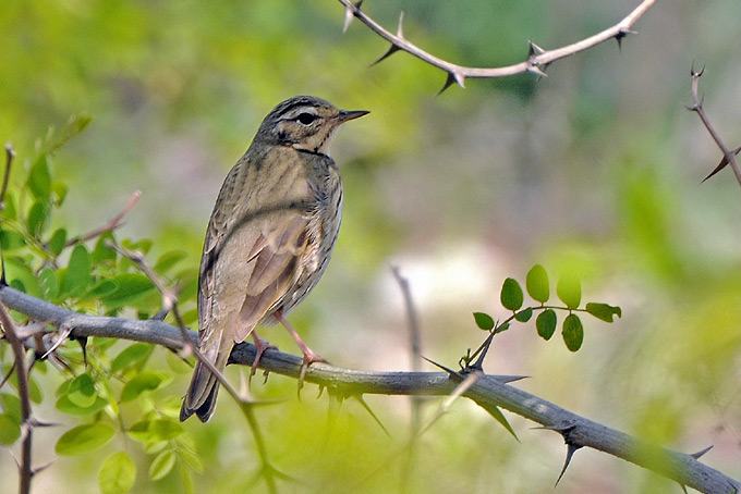 Olive-backed Pipit