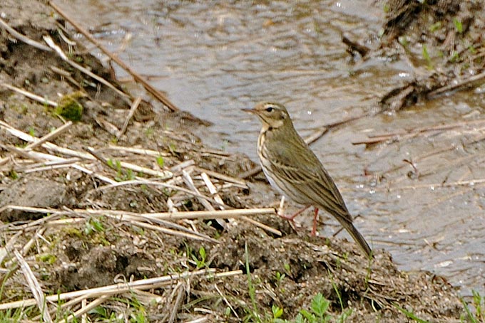 Olive-backed Pipit