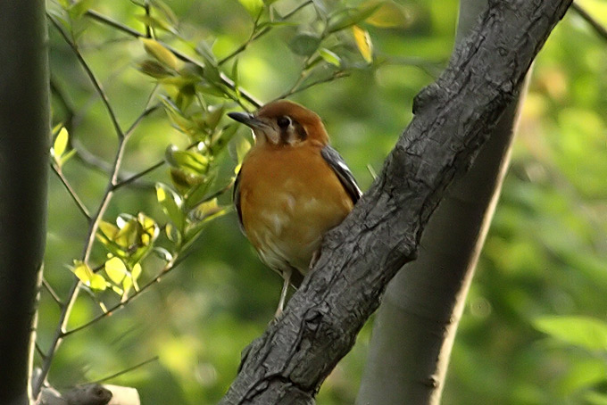 Orange-headed Thrush