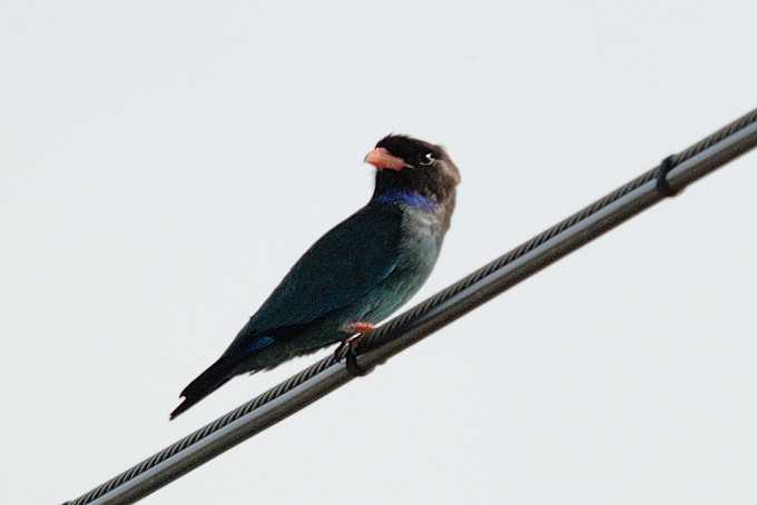 Oriental Dollarbird