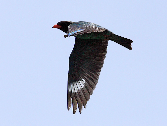 Oriental Dollarbird