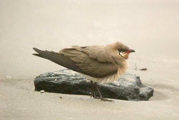 Oriental Pratincole