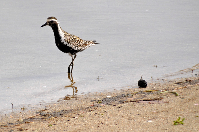 Pacific Golden Plover