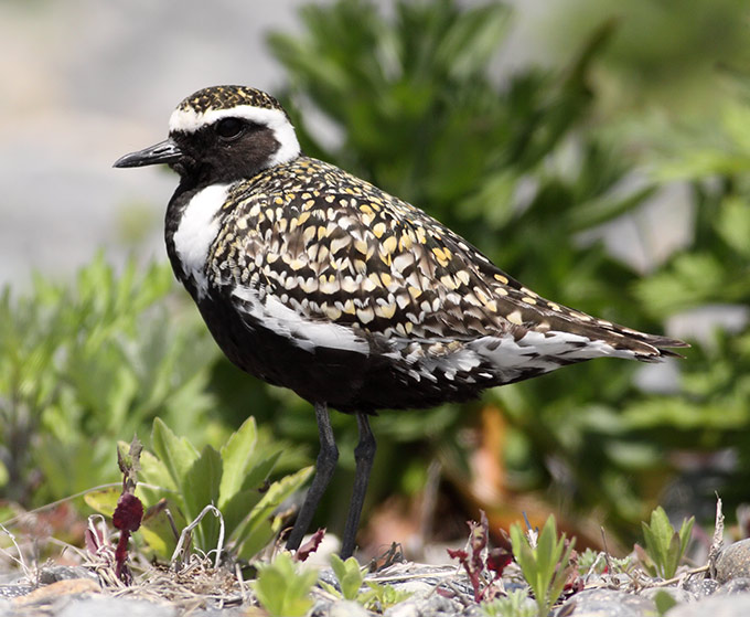 Pacific Golden Plover