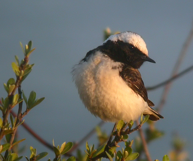 Pied Wheatear