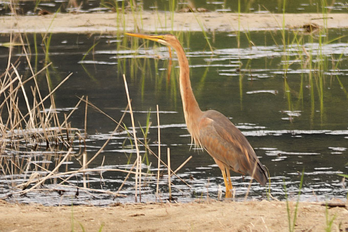 Purple Heron