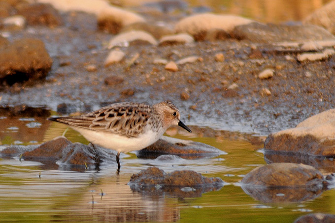 Red-necked Stint