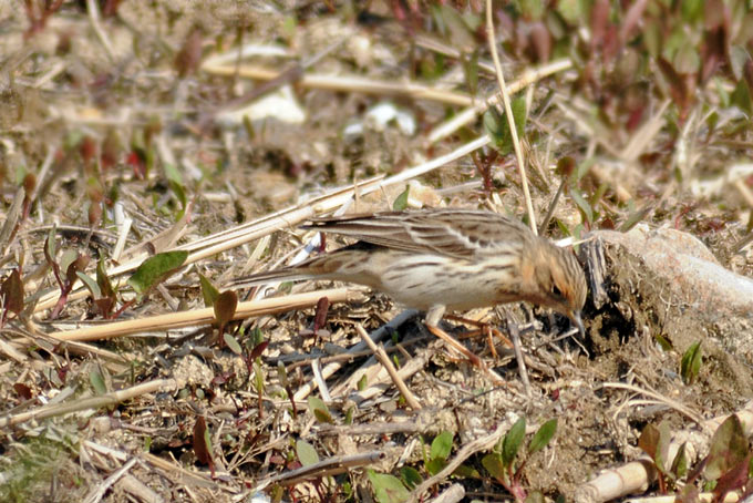 Red-throated Pipit