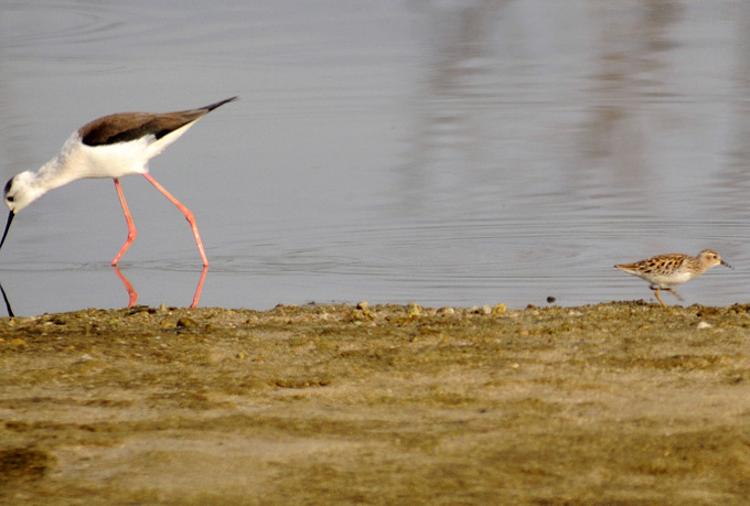 Sharp-tailed Sandpiper