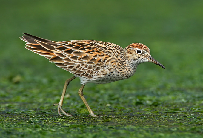 Sharp-tailed Sandpiper