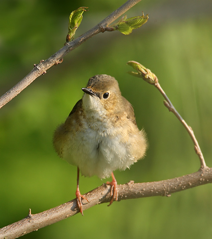 Siberian Blue Robin