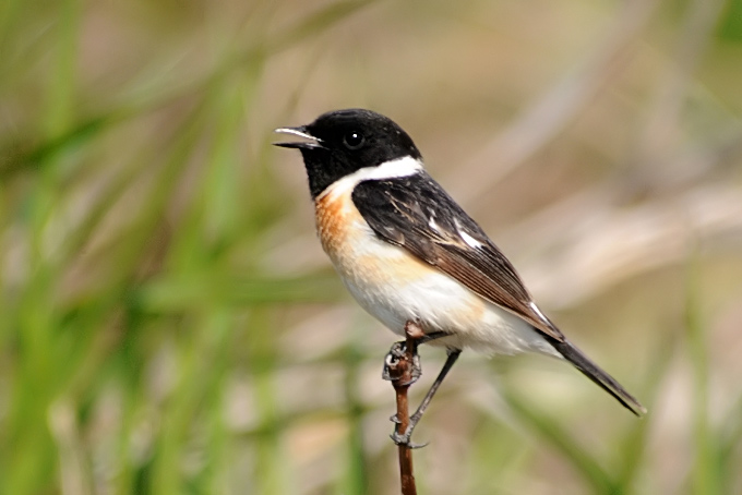 Siberian Stonechat