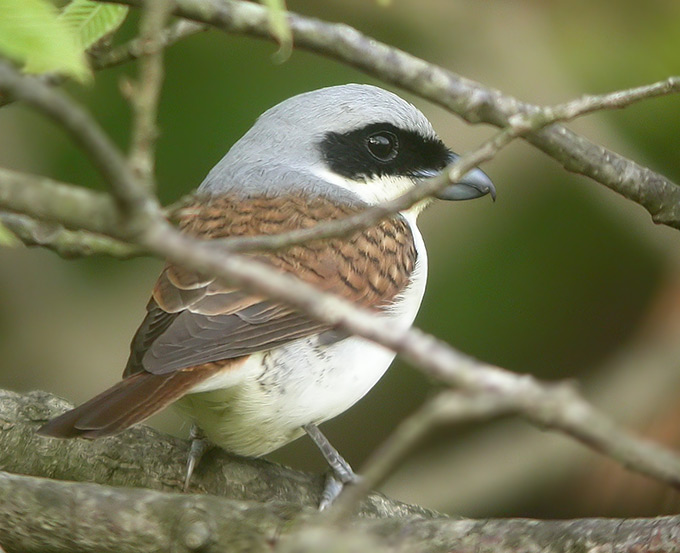 Tiger Shrike