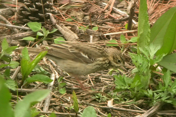 Tree Pipit