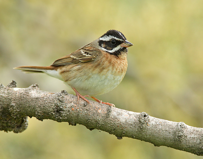 Tristram's Bunting