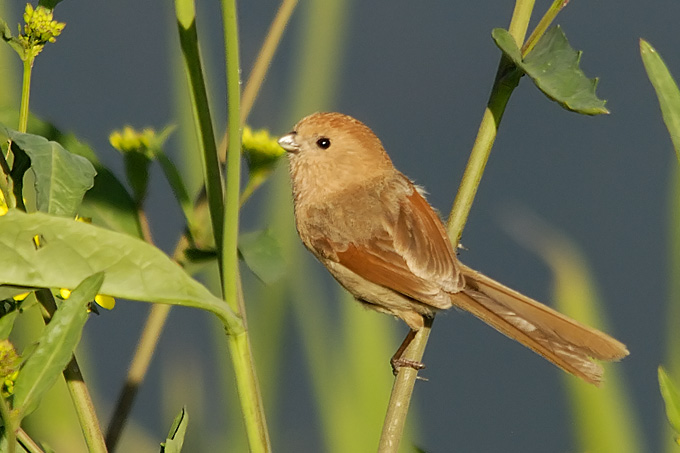 Vinous-throated Parrotbill