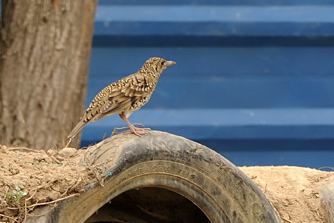 White's Thrush