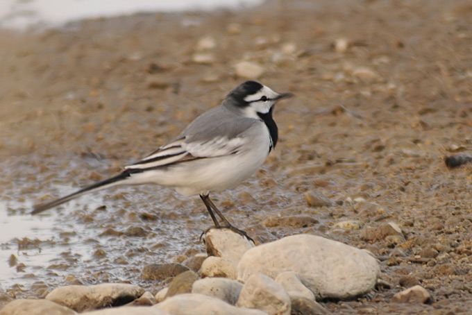 White Wagtail
