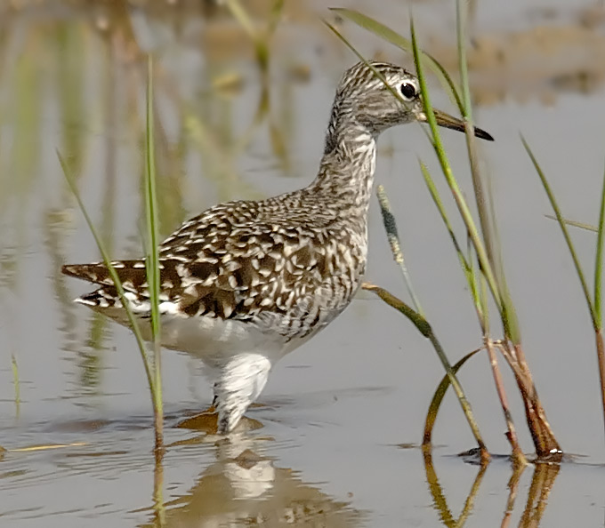 Wood Sandpiper