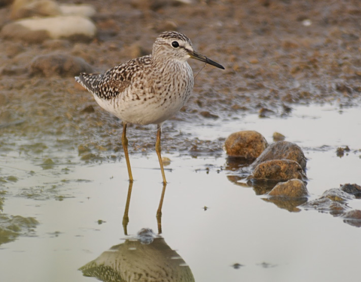 Wood Sandpiper