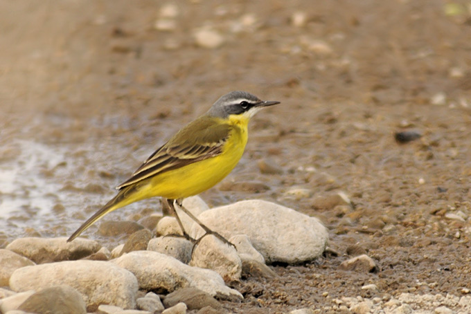 Eastern Yellow Wagtail