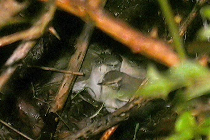 Yellow-browed Warbler