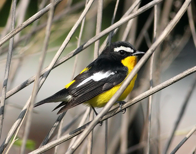 Yellow-rumped Flycatcher