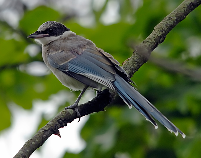 Azure-winged Magpie