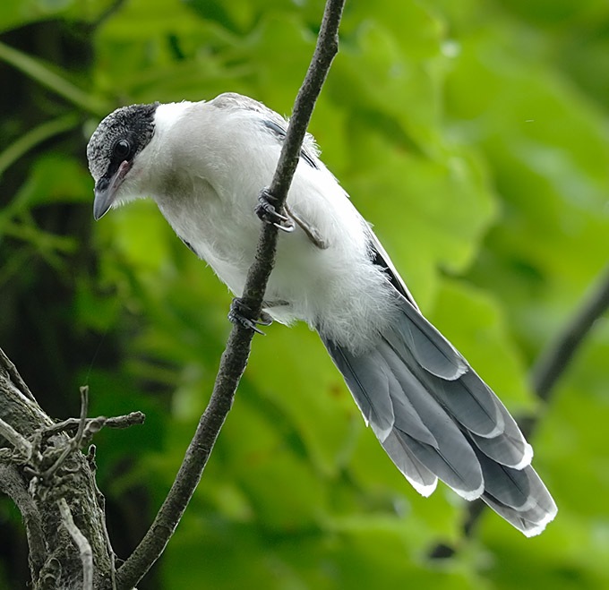 Azure-winged Magpie