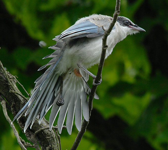 Azure-winged Magpie