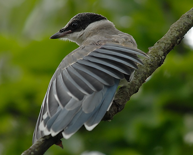 Azure-winged Magpie