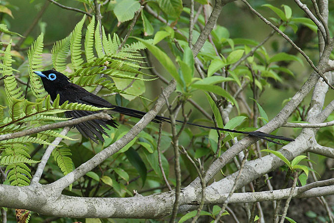 Black Paradise Flycatcher