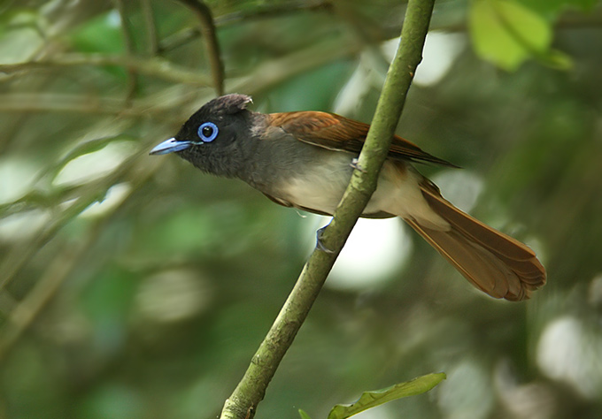 Black Paradise Flycatcher