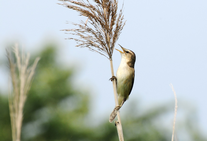 Black-browed Reed Warbler