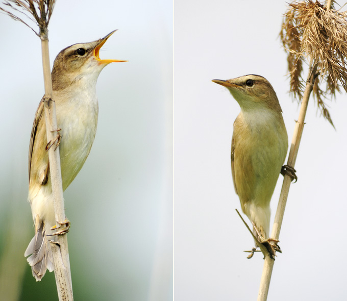 Black-browed Reed Warbler