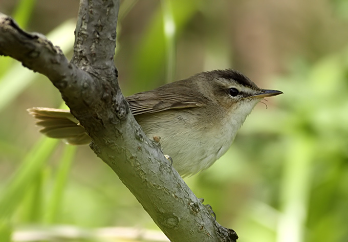 Black-browed Reed Warbler