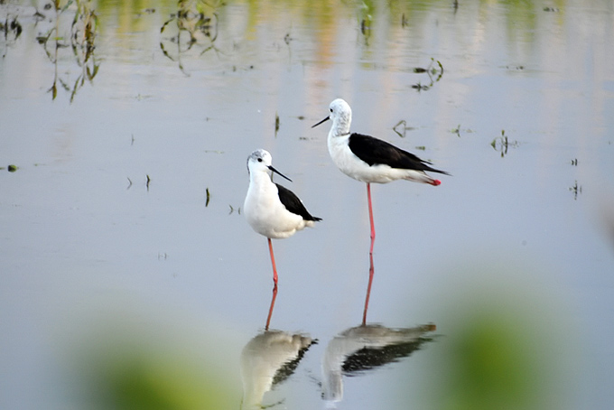 Black-winged Stilt