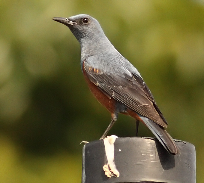Blue Rock Thrush