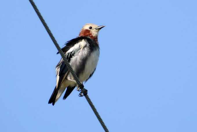 Chestnut-cheeked Starling