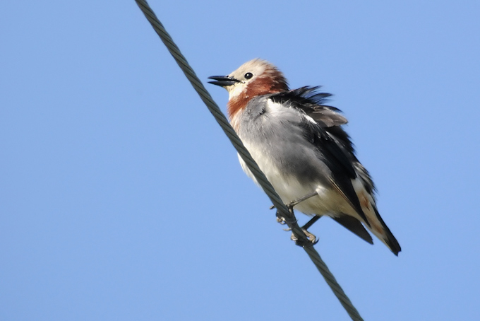 Chestnut-cheeked Starling
